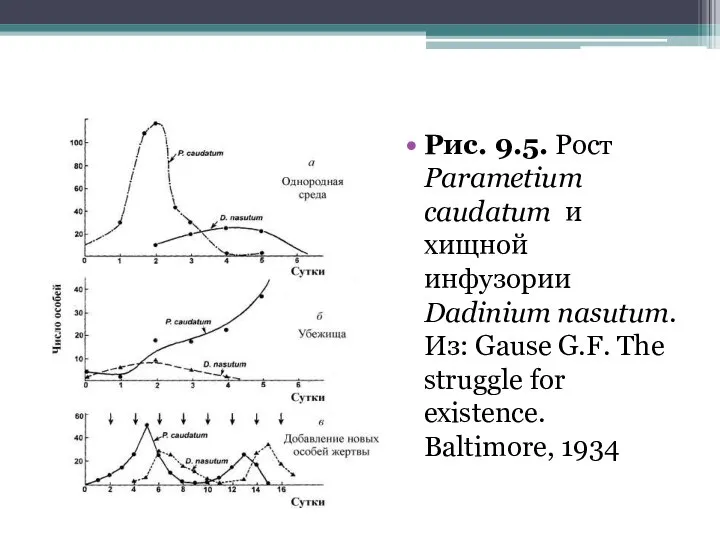 Рис. 9.5. Рост Parametium caudatum и хищной инфузории Dadinium nasutum. Из: