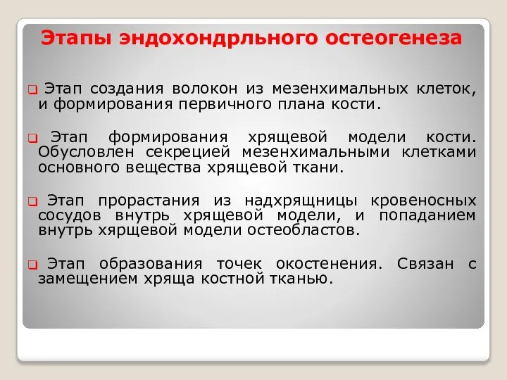 Этапы эндохондрльного остеогенеза Этап создания волокон из мезенхимальных клеток, и формирования