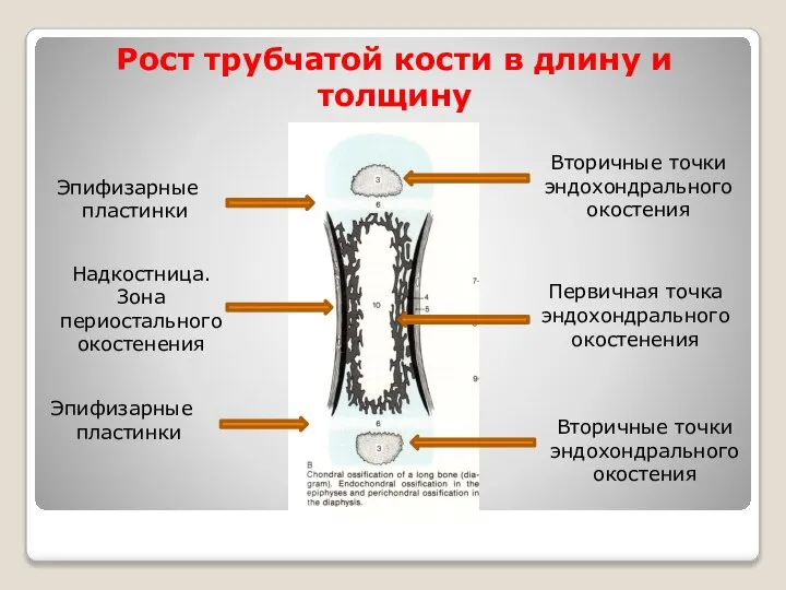 Рост трубчатой кости в длину и толщину Эпифизарные пластинки Эпифизарные пластинки
