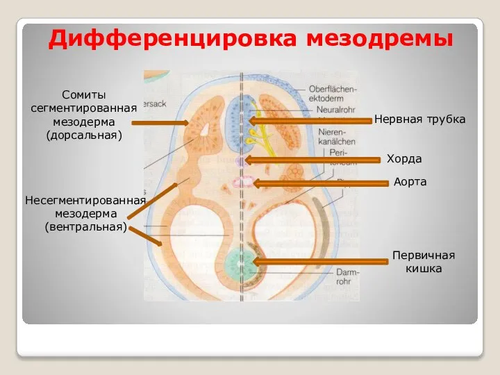Дифференцировка мезодремы Сомиты сегментированная мезодерма (дорсальная) Несегментированная мезодерма (вентральная) Нервная трубка Хорда Аорта Первичная кишка