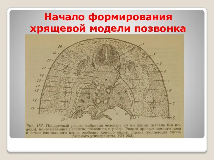 Начало формирования хрящевой модели позвонка