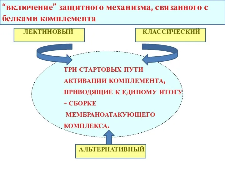 три стартовых пути активации комплемента, приводящие к единому итогу - сборке