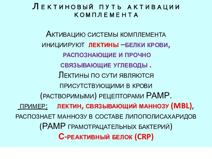 Лектиновый путь активации комплемента Активацию системы комплемента инициируют лектины –белки крови,