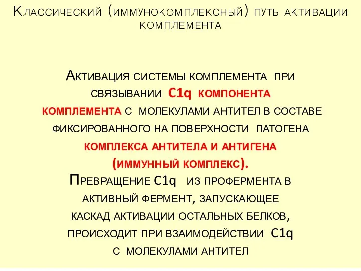 Классический (иммунокомплексный) путь активации комплемента Активация системы комплемента при связывании C1q