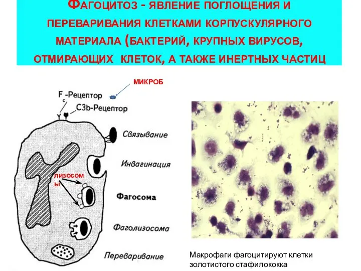 Фагоцитоз - явление поглощения и переваривания клетками корпускулярного материала (бактерий, крупных