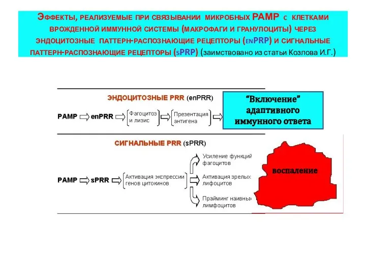 Эффекты, реализуемые при связывании микробных РАМР c клетками врожденной иммунной системы