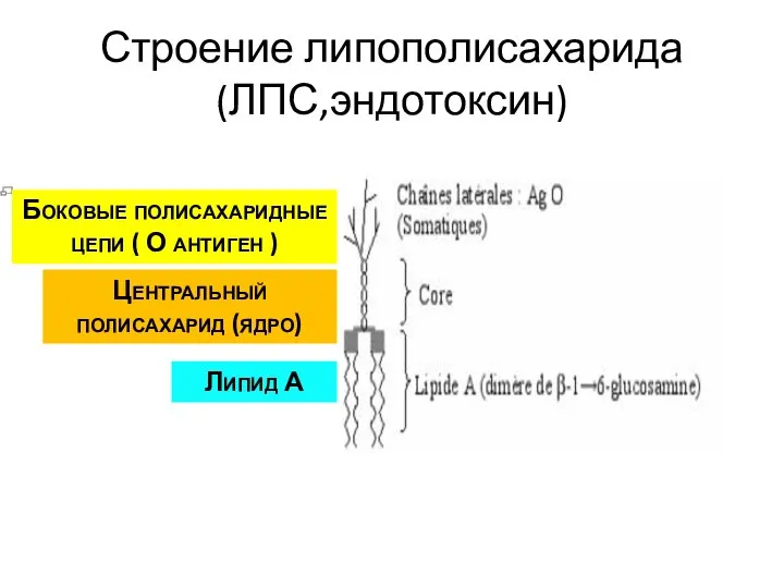 Строение липополисахарида (ЛПС,эндотоксин) Центральный полисахарид (ядро) Липид А Боковые полисахаридные цепи ( О антиген )