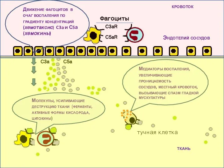 С3аR С5аR тучная клетка Молекулы, усиливающие деструкцию ткани (ферменты, активные формы