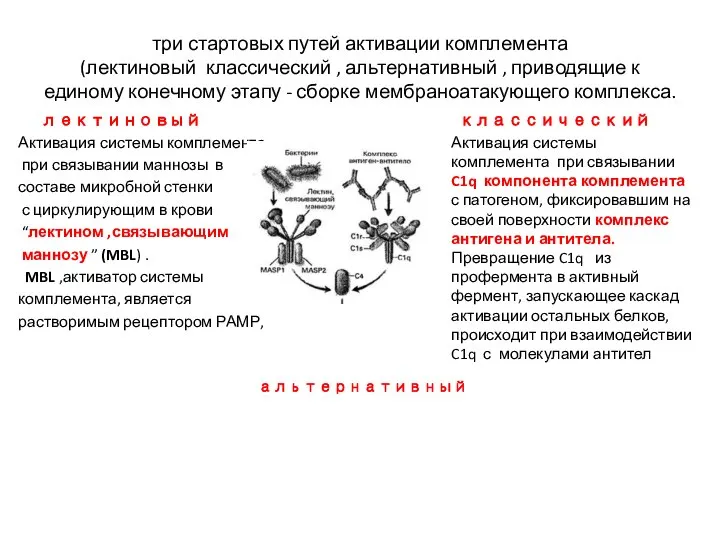 три стартовых путей активации комплемента (лектиновый классический , альтернативный , приводящие