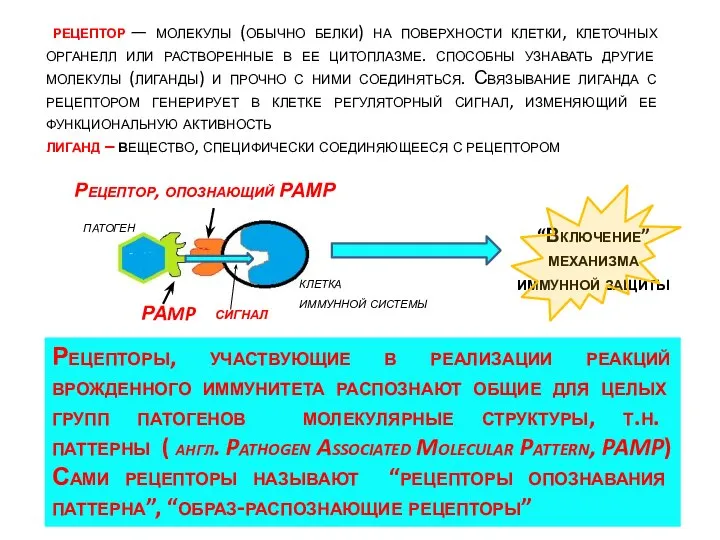 рецептор — молекулы (обычно белки) на поверхности клетки, клеточных органелл или