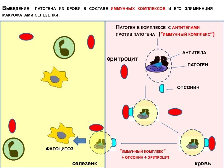антитела эритроцит Патоген в комплексе с антителами против патогена (“иммунный комплекс”)
