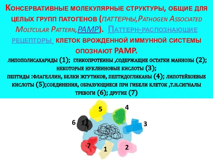 Консервативные молекулярные структуры, общие для целых групп патогенов (паттерны,Pathogen Associated Moltcular