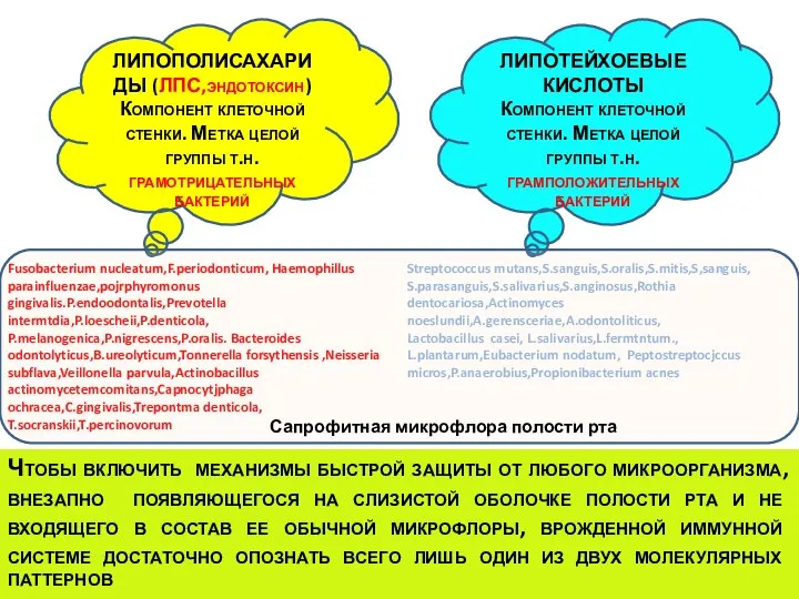 ЛИПОПОЛИСАХАРИДЫ (ЛПС,эндотоксин) Компонент клеточной стенки. Метка целой группы т.н. грамотрицательных бактерий