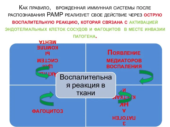 Как правило, врожденная иммунная системы после распознавания РАМР реализует свое действие