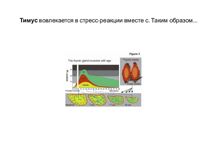 Тимус вовлекается в стресс-реакции вместе с. Таким образом...