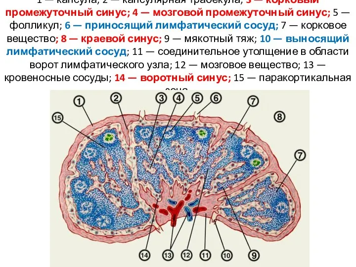 1 — капсула; 2 — капсулярная трабекула; 3 — корковый промежуточный