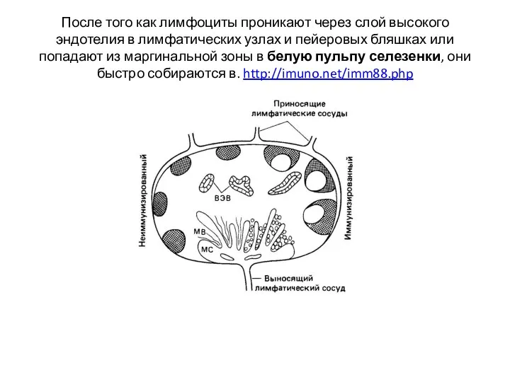 После того как лимфоциты проникают через слой высокого эндотелия в лимфатических