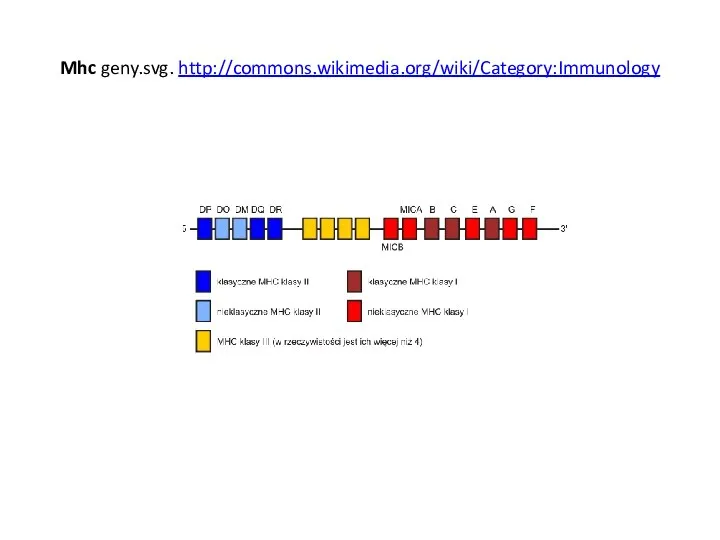 Mhc geny.svg. http://commons.wikimedia.org/wiki/Category:Immunology