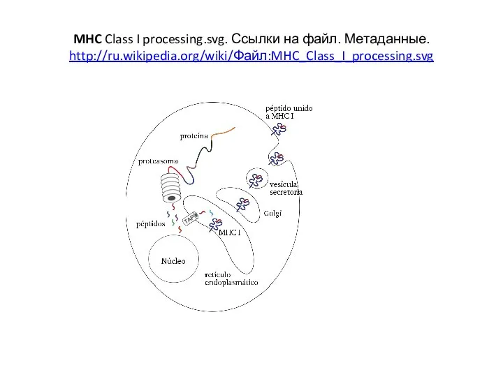 MHC Class I processing.svg. Ссылки на файл. Метаданные. http://ru.wikipedia.org/wiki/Файл:MHC_Class_I_processing.svg