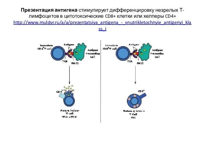 Презентация антигена стимулирует дифференцировку незрелых Т-лимфоцитов в цитотоксические CD8+ клетки или хелперы CD4+ http://www.muldyr.ru/a/a/prezentatsiya_antigena_-_vnutrikletochnyie_antigenyi_klass_i