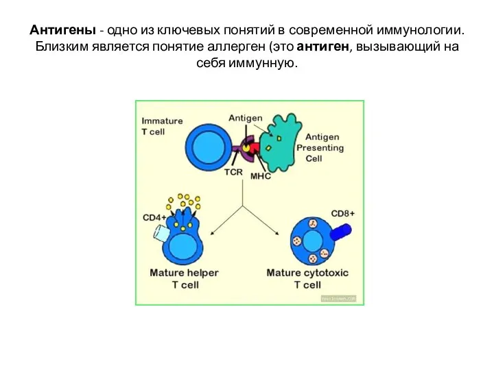 Антигены - одно из ключевых понятий в современной иммунологии. Близким является