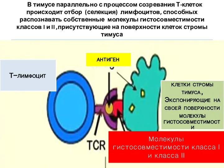 В тимусе параллельно с процессом созревания Т-клеток происходит отбор (селекция) лимфоцитов,