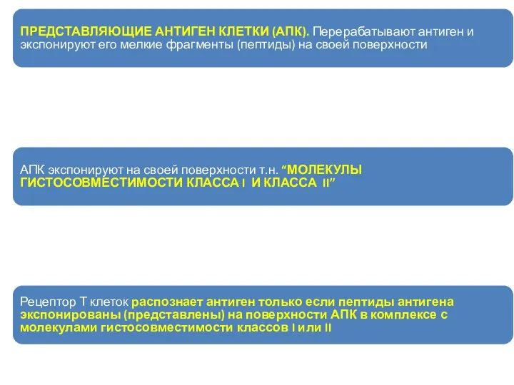 ПРЕДСТАВЛЯЮЩИЕ АНТИГЕН КЛЕТКИ (АПК). Перерабатывают антиген и экспонируют его мелкие фрагменты