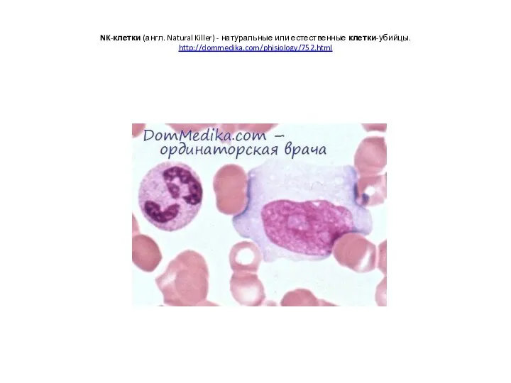 NK-клетки (англ. Natural Killer) - натуральные или естественные клетки-убийцы. http://dommedika.com/phisiology/752.html