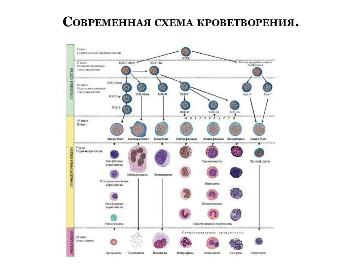 Современная схема кроветворения.