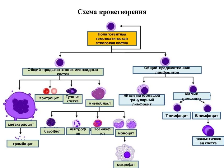 Схема кроветворения Полипотентная гемопоэтическая стволовая клетка Общий предшественник лимфоцитов Общий предшественник