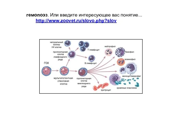 гемопоэз. Или введите интересующее вас понятие... http://www.zoovet.ru/slovo.php?slov