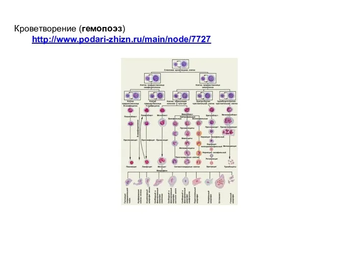 Кроветворение (гемопоэз) http://www.podari-zhizn.ru/main/node/7727