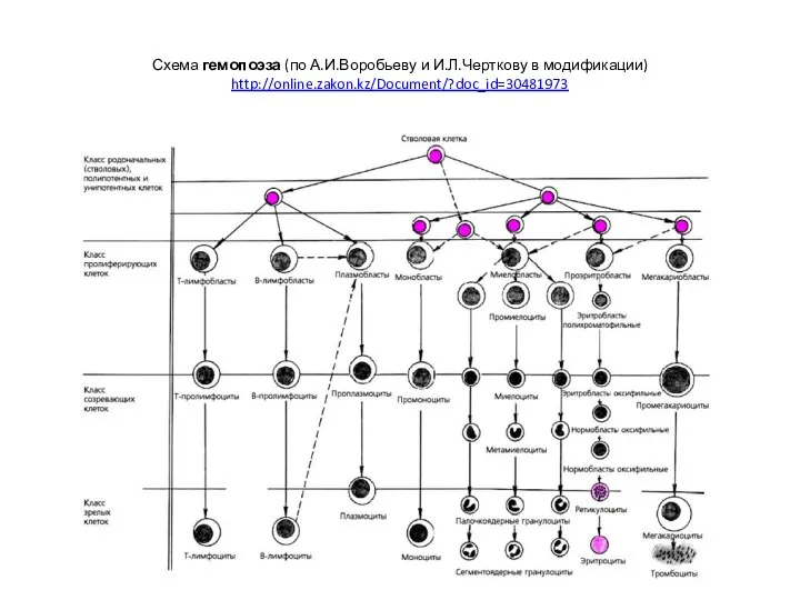 Схема гемопоэза (по А.И.Воробьеву и И.Л.Черткову в модификации) http://online.zakon.kz/Document/?doc_id=30481973