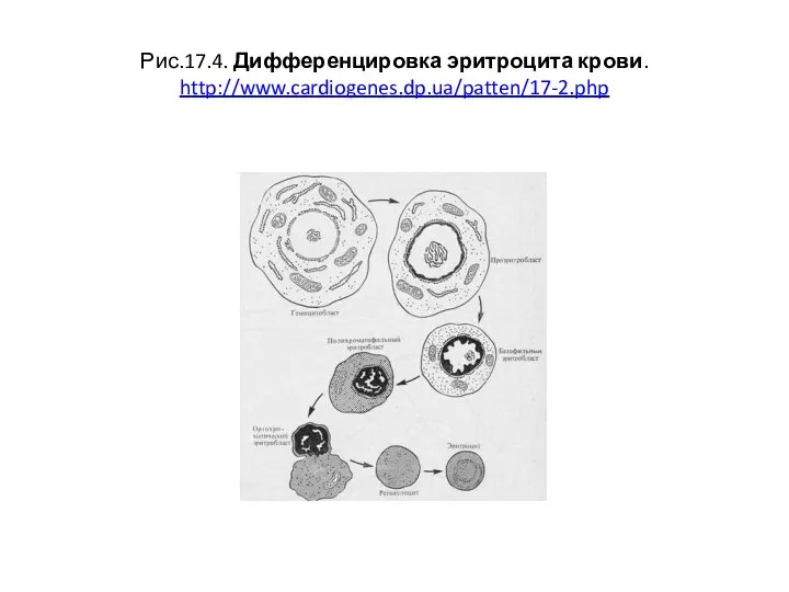 Рис.17.4. Дифференцировка эритроцита крови. http://www.cardiogenes.dp.ua/patten/17-2.php