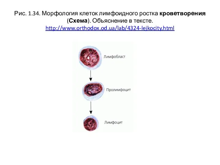 Рис. 1.34. Морфология клеток лимфоидного ростка кроветворения (Схема). Объяснение в тексте. http://www.orthodox.od.ua/lab/4324-lejkocity.html