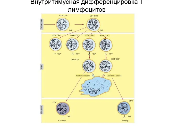 Внутритимусная дифференцировка Т лимфоцитов