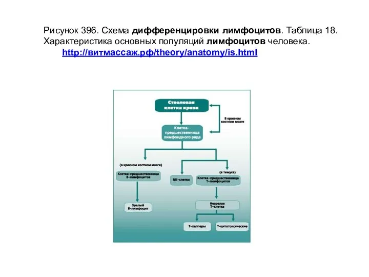 Рисунок 396. Схема дифференцировки лимфоцитов. Таблица 18. Характеристика основных популяций лимфоцитов человека. http://витмассаж.рф/theory/anatomy/is.html