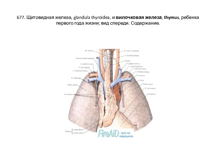 677. Щитовидная железа, glandula thyroidea, и вилочковая железа, thymus, ребенка первого года жизни; вид спереди. Содержание.