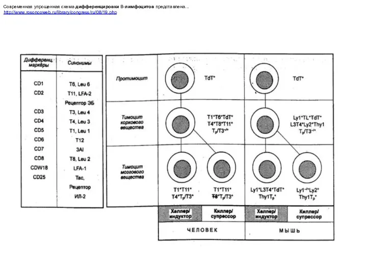 Современная упрощенная схема дифференцировки В-лимфоцитов представлена... http://www.rosoncoweb.ru/library/congress/ru/08/19.php