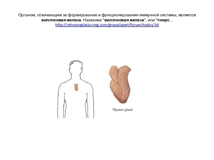 Органом, отвечающим за формирование и функционирование иммунной системы, является вилочковая железа.