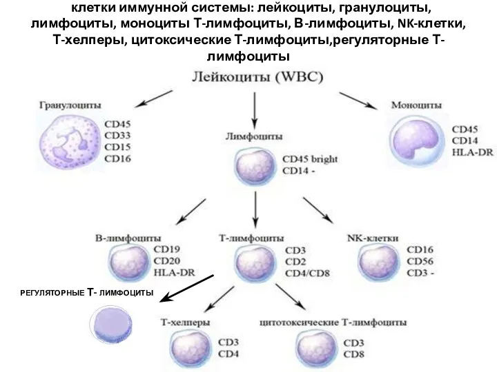 клетки иммунной системы: лейкоциты, гранулоциты, лимфоциты, моноциты Т-лимфоциты, В-лимфоциты, NK-клетки, Т-хелперы,