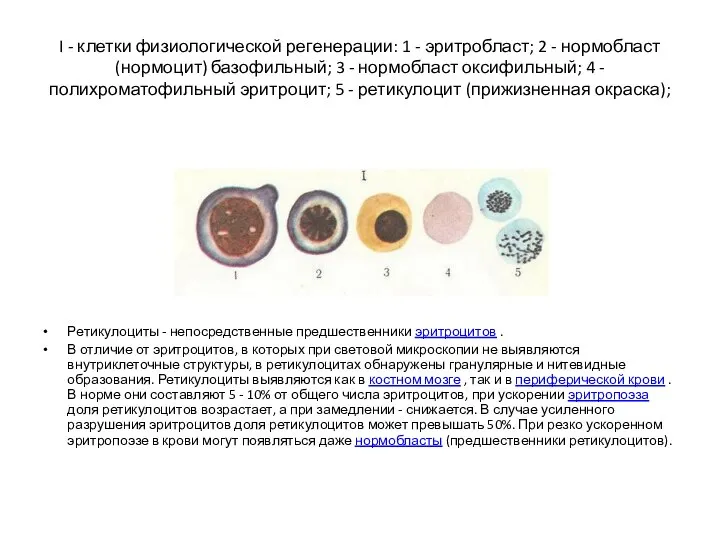 I - клетки физиологической регенерации: 1 - эритробласт; 2 - нормобласт