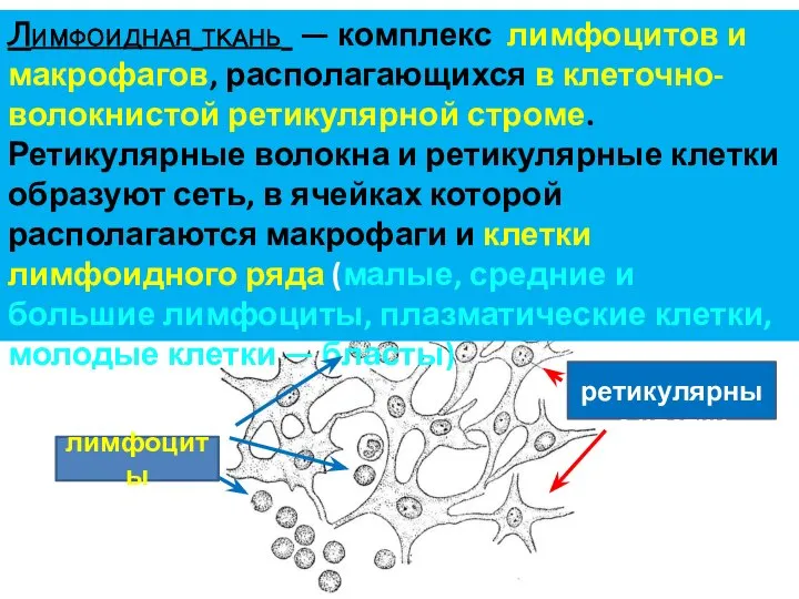 Лимфоидная ткань — комплекс лимфоцитов и макрофагов, располагающихся в клеточно-волокнистой ретикулярной