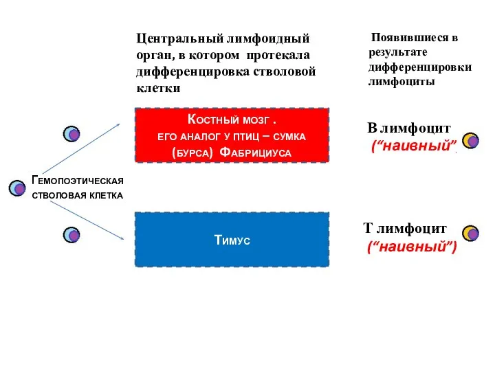 Гемопоэтическая стволовая клетка Центральный лимфоидный орган, в котором протекала дифференцировка стволовой