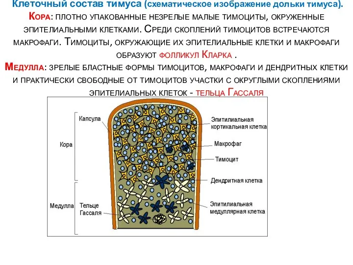 Клеточный состав тимуса (схематическое изображение дольки тимуса). Кора: плотно упакованные незрелые