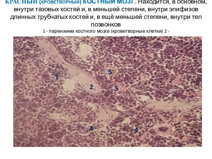 КРАСНЫЙ (кроветворный) КОСТНЫЙ МОЗГ. Находится, в основном, внутри тазовых костей и,