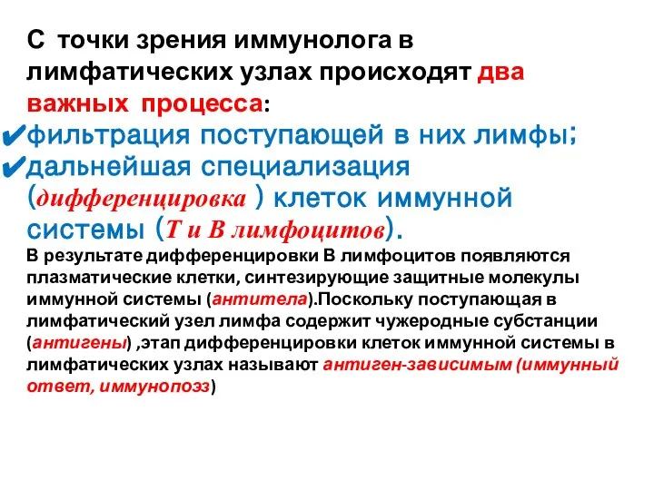 С точки зрения иммунолога в лимфатических узлах происходят два важных процесса: