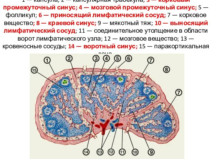 1 — капсула; 2 — капсулярная трабекула; 3 — корковый промежуточный