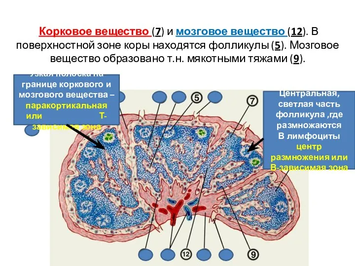 Корковое вещество (7) и мозговое вещество (12). В поверхностной зоне коры