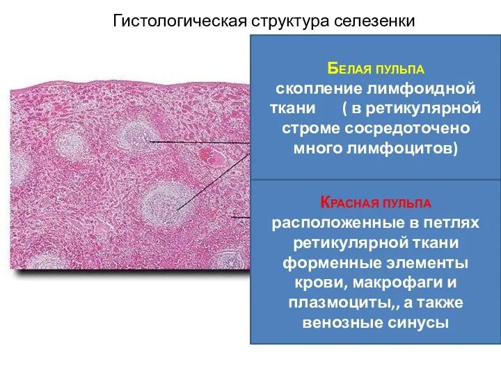 Гистологическая структура селезенки Белая пульпа скопление лимфоидной ткани ( в ретикулярной